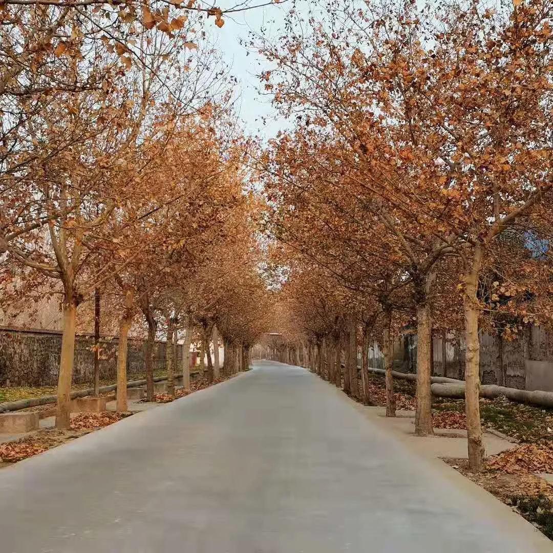 1614907525725823.jpeg 1614907525725823.jpeg