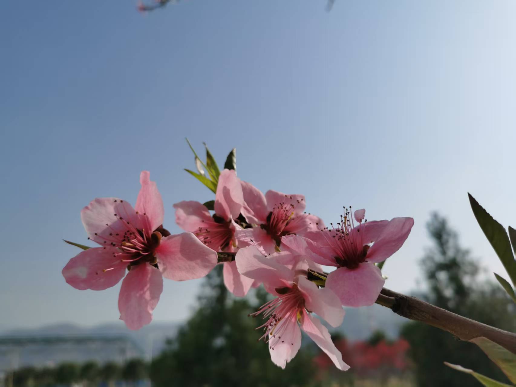 1742266347999972.jpeg 1742266347999972.jpeg